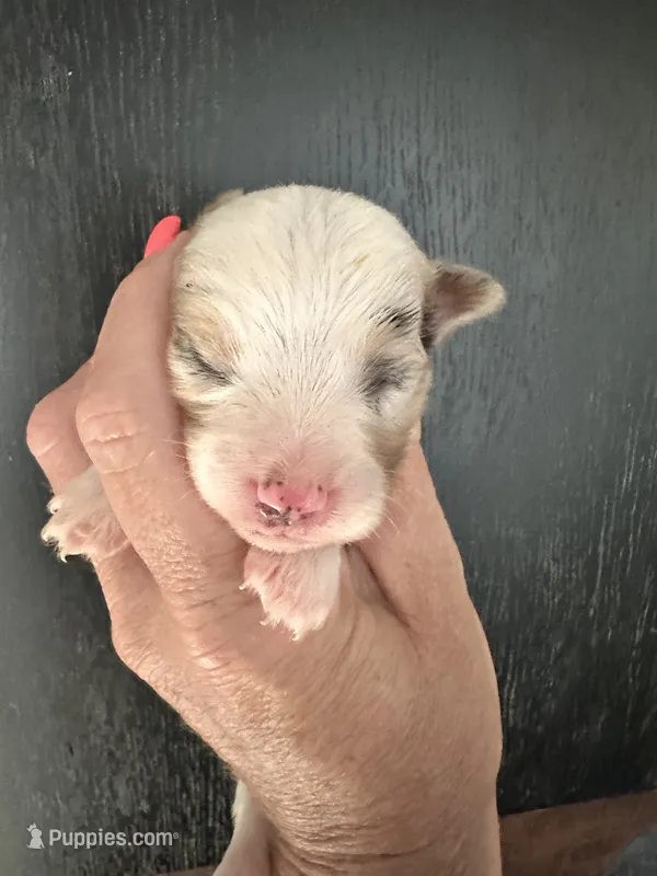 Bailey 1 red Merle male – Miniature Australian Shepherd puppy for sale in Lafayette, TN