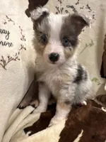 Bailey 3 ble Merle male blue eyes, a male Miniature Australian Shepherd for sale in Lafayette, TN – 2 of 10
