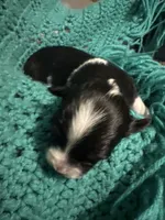 Jj BLACK TRI FEMALE #4, a female Miniature Australian Shepherd for sale in Lafayette, TN – 3 of 6