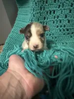 Sadie 3 Harlequin male ble eyes , a male Miniature Australian Shepherd for sale in Lafayette, TN – 1 of 5