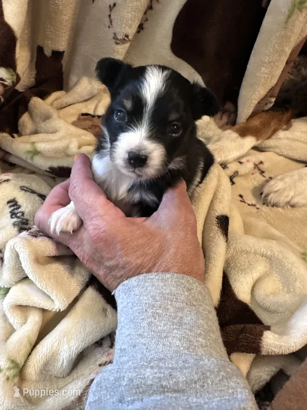 Jj BLACK TRI FEMALE #4 – Miniature Australian Shepherd puppy for sale in Lafayette, TN