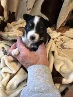 Jj BLACK TRI FEMALE #4, a female Miniature Australian Shepherd for sale in Lafayette, TN – 1 of 10