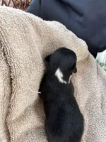 Bailey 4 Black chai Male, a male Miniature Australian Shepherd for sale in Lafayette, TN – 3 of 5
