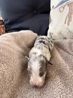 Bailey 3 Harlequin male, a male Miniature Australian Shepherd for sale in Lafayette, TN – 4 of 6