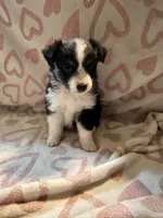 Female 2 D, a female Miniature Australian Shepherd for sale in Lafayette, TN – Photo 3 of 4