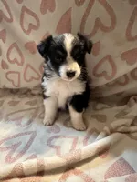 Female 2 D, a female Miniature Australian Shepherd for sale in Lafayette, TN – Photo 4 of 4