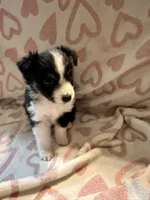 Female 2 D, a female Miniature Australian Shepherd for sale in Lafayette, TN – Photo 1 of 4