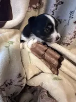 Jj BLACK TRI FEMALE #4, a female Miniature Australian Shepherd for sale in Lafayette, TN – 4 of 10
