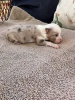 Bailey 1 red Merle male, a male Miniature Australian Shepherd for sale in Lafayette, TN – 5 of 5