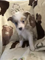 Sadie 4 Blue Merle male with blue eyes , a male Miniature Australian Shepherd for sale in Lafayette, TN – 1 of 10