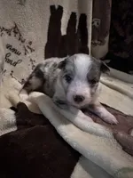 Bailey 3 ble Merle male blue eyes, a male Miniature Australian Shepherd for sale in Lafayette, TN – 8 of 10
