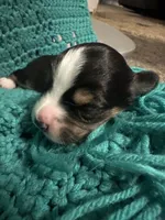 JJ Black Tri female #3, a female Miniature Australian Shepherd for sale in Lafayette, TN – 4 of 5