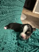 JJ Black Tri female #3, a female Miniature Australian Shepherd for sale in Lafayette, TN – 5 of 5