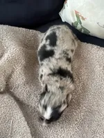 Bailey 5 Harlequin female , a female Miniature Australian Shepherd for sale in Lafayette, TN – 3 of 6
