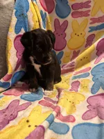 Black tan white male, a male Australian Cattle Dog and Miniature Australian Shepherd for sale in Lafayette, TN – Photo 2 of 5