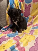Black tan white male, a male Australian Cattle Dog and Miniature Australian Shepherd for sale in Lafayette, TN – Photo 4 of 5