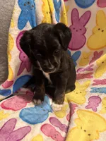 Black tan white male, a male Australian Cattle Dog and Miniature Australian Shepherd for sale in Lafayette, TN – Photo 1 of 5