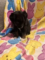 Black tan white male, a male Australian Cattle Dog and Miniature Australian Shepherd for sale in Lafayette, TN – Photo 3 of 5