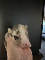 Bailey 2 Harlequin male, a male Miniature Australian Shepherd for sale in Lafayette, TN – 3 of 7