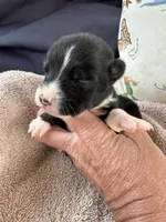 Bailey 4 Black chai Male, a male Miniature Australian Shepherd for sale in Lafayette, TN – 1 of 5