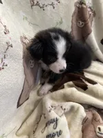 Bailey 8 Black Tri Female with spot on the head, a female Miniature Australian Shepherd for sale in Lafayette, TN – 9 of 9