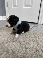 Sadie 6 black tri male, a male Miniature Australian Shepherd for sale in Lafayette, TN – 6 of 10