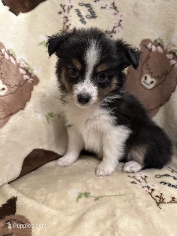 JJ BLACK TRI FEMALE #2 – Miniature Australian Shepherd puppy for sale in Lafayette, TN