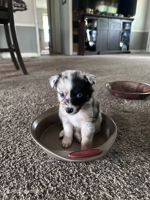 Bailey 5 Harlequin female  – Miniature Australian Shepherd puppy for sale in Lafayette, TN