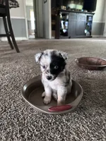 Bailey 5 Harlequin female , a female Miniature Australian Shepherd for sale in Lafayette, TN – 1 of 10