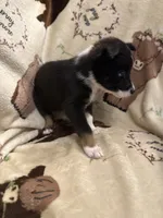 Bailey 4 Black chai Male, a male Miniature Australian Shepherd for sale in Lafayette, TN – 3 of 9