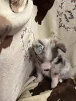 Bailey 3 ble Merle male blue eyes, a male Miniature Australian Shepherd for sale in Lafayette, TN – 4 of 10