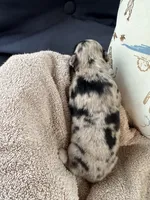Bailey 5 Harlequin female , a female Miniature Australian Shepherd for sale in Lafayette, TN – 4 of 6