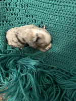 Sadie 4 Blue Merle female with blue eyes , a male Miniature Australian Shepherd for sale in Lafayette, TN – 4 of 5