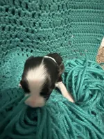 JJ BLACK TRI FEMALE #2, a female Miniature Australian Shepherd for sale in Lafayette, TN – 1 of 6