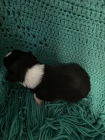 Sadie 6, a male Miniature Australian Shepherd for sale in Lafayette, TN – 4 of 6