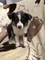 Sadie 6 black tri male, a male Miniature Australian Shepherd for sale in Lafayette, TN – 2 of 10