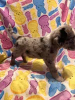 Blue Merle male , a male Australian Cattle Dog and Miniature Australian Shepherd for sale in Lafayette, TN – Photo 4 of 4