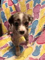 Blue Merle male , a male Australian Cattle Dog and Miniature Australian Shepherd for sale in Lafayette, TN – Photo 2 of 4