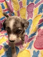 Blue Merle male , a male Australian Cattle Dog and Miniature Australian Shepherd for sale in Lafayette, TN – Photo 3 of 4