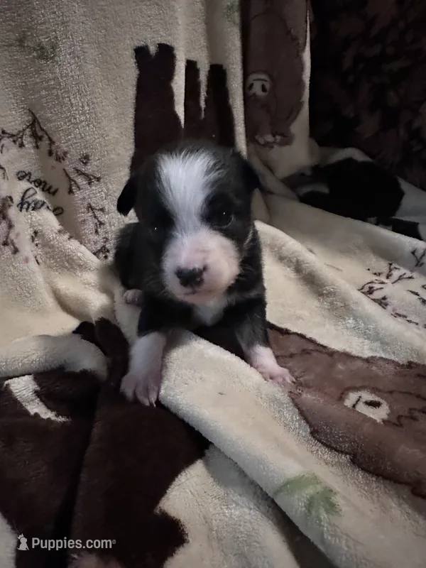 Bailey 8 Black Tri Female with spot on the head – Miniature Australian Shepherd puppy for sale in Lafayette, TN