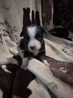 Bailey 8 Black Tri Female with spot on the head, a female Miniature Australian Shepherd for sale in Lafayette, TN – 8 of 9
