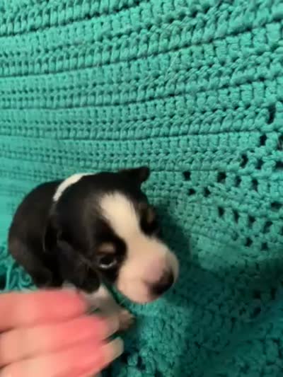 Sadie 6, a male Miniature Australian Shepherd for sale in Lafayette, TN – 6 of 6