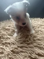 Sadie 4 Blue Merle male with blue eyes , a male Miniature Australian Shepherd for sale in Lafayette, TN – 6 of 10