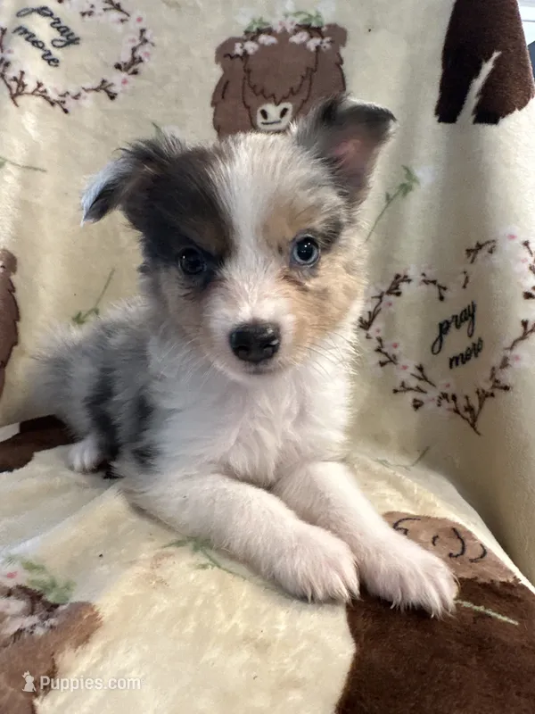 Sadie 3 Harlequin male ble eyes  – Miniature Australian Shepherd puppy for sale in Lafayette, TN