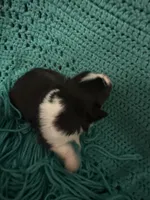 Sadie 5 black tri with thin white strip, a male Miniature Australian Shepherd for sale in Lafayette, TN – 2 of 5