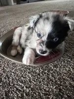 Bailey 5 Harlequin female , a female Miniature Australian Shepherd for sale in Lafayette, TN – 3 of 10