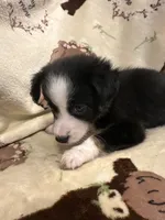 Bailey 6 Black Tri Female medium white, a female Miniature Australian Shepherd for sale in Lafayette, TN – 3 of 9