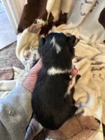 Jj BLACK TRI FEMALE #4, a female Miniature Australian Shepherd for sale in Lafayette, TN – 3 of 10