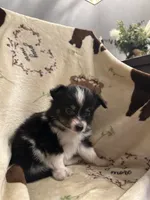 JJ black Tri female 1, a female Miniature Australian Shepherd for sale in Lafayette, TN – 4 of 7
