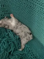 Sadie 2 Blue Merle female blue eyes , a female Miniature Australian Shepherd for sale in Lafayette, TN – 2 of 5